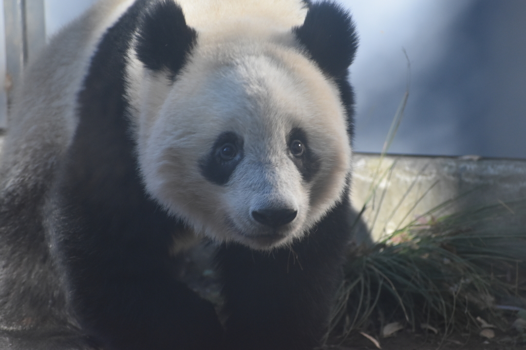 f:id:usaginokainushi:20190114002126j:plain f:id:usaginokainushi:20190114002126j:plain