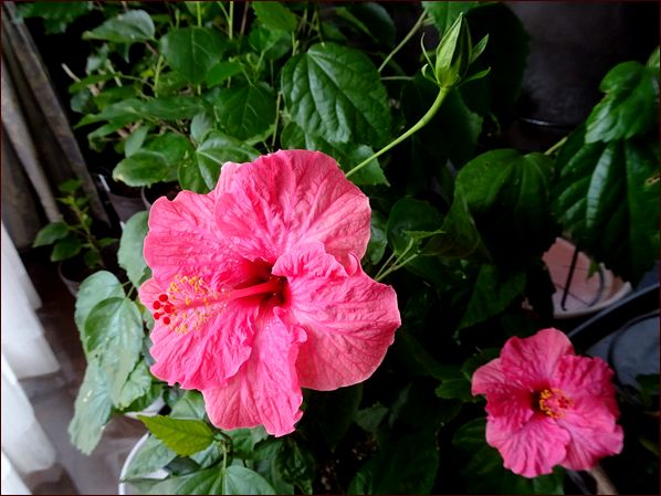 監視されている?☆サツマイモの収穫☆正ちゃんの本当の姿 - 座敷わら 監視されている?☆サツマイモの収穫☆正ちゃんの本当の姿 - 座敷わら