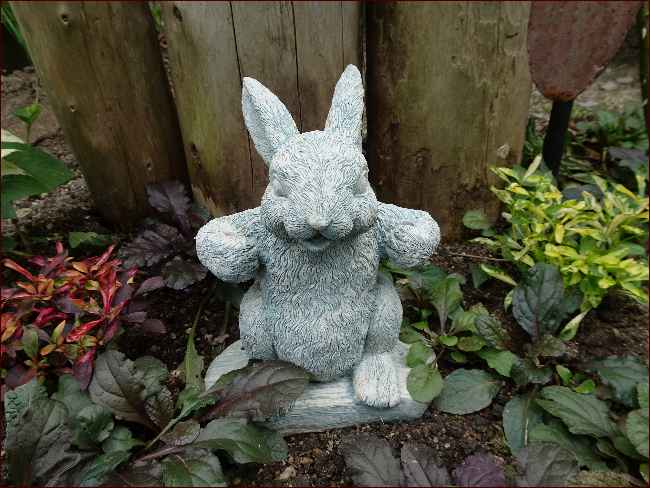 この夏のツケ☆植えたい花より育つ花を☆マッサージ大好き犬 - 座敷
