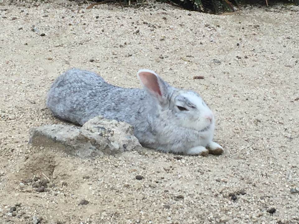 うさぎに日光浴（ひなたぼっこ）は必要？