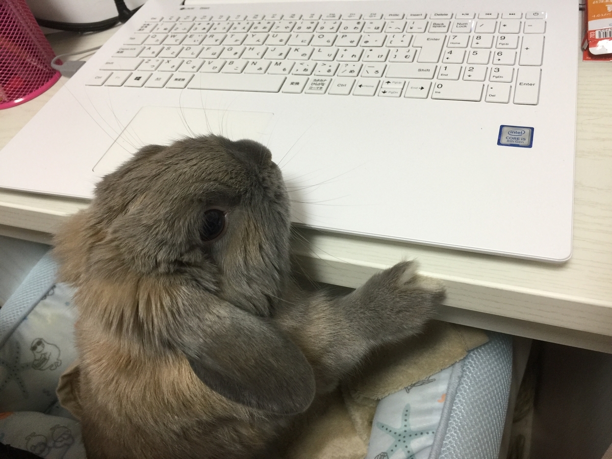 実はうさぎさんは感情表現が豊かなんです うさぎさんとモフモフな日々