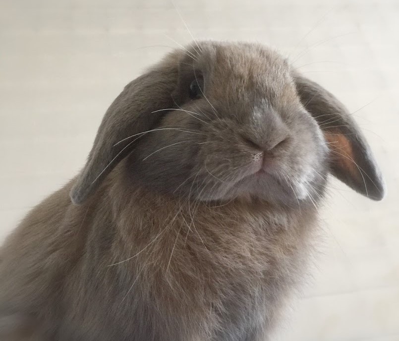 うさぎの一日はどんなの？我が家のうさぎのつきの一日をご紹介します！