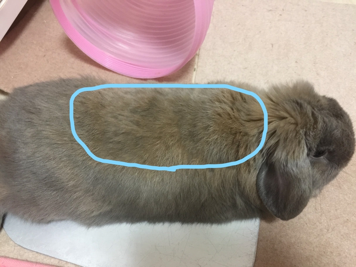 f:id:usagitonokurashi:20191001011020j:plain