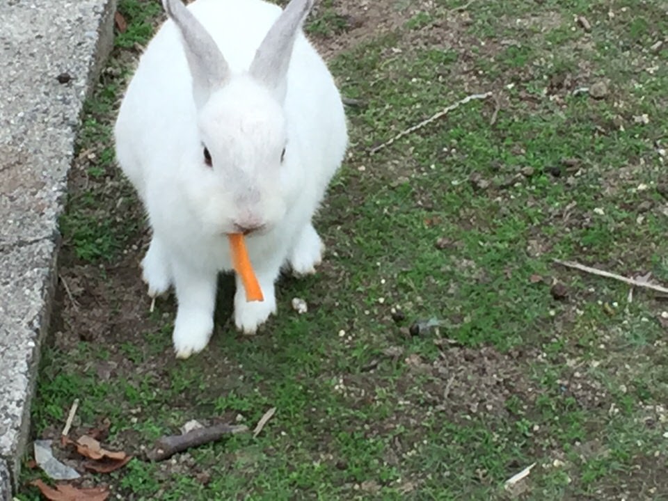 うさぎのうっ滞の予防法