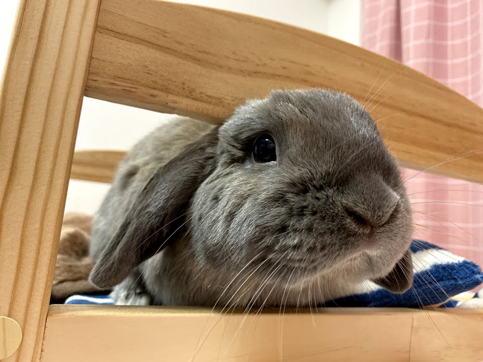 うさぎの目のしくみとかかりやすい目の病気について うさぎさんとモフモフな日々
