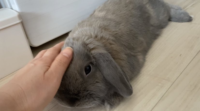 うさぎも歯ぎしりします うさぎが歯ぎしりをする理由とは うさぎさんとモフモフな日々