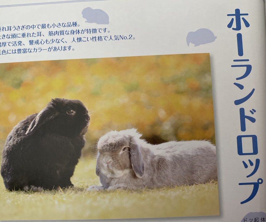 立ち耳うさぎと垂れうさぎの種類は 性格の違いはあるの 垂れ耳うさぎは何故耳が垂れているの うさぎさんとモフモフな日々