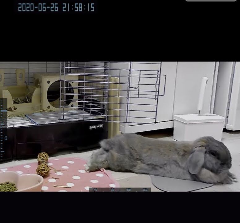うさぎのつきを撮影
