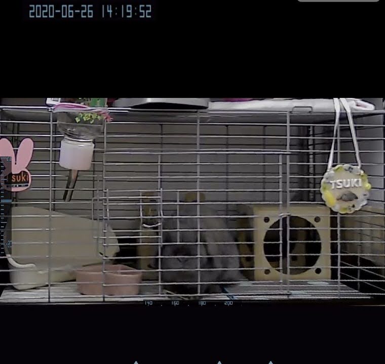 うさぎのつきを撮影