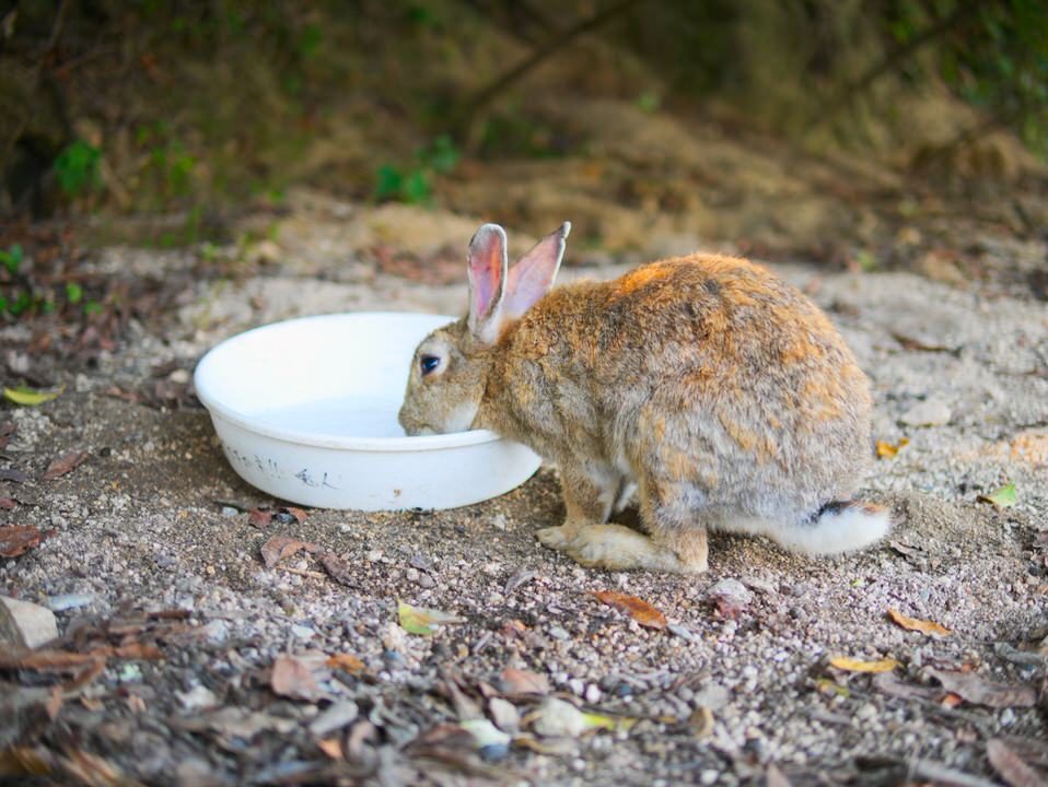 うさぎの給水器の選び方 おすすめの給水器とは ボトルとお皿どっちがいい うさぎさんとモフモフな日々
