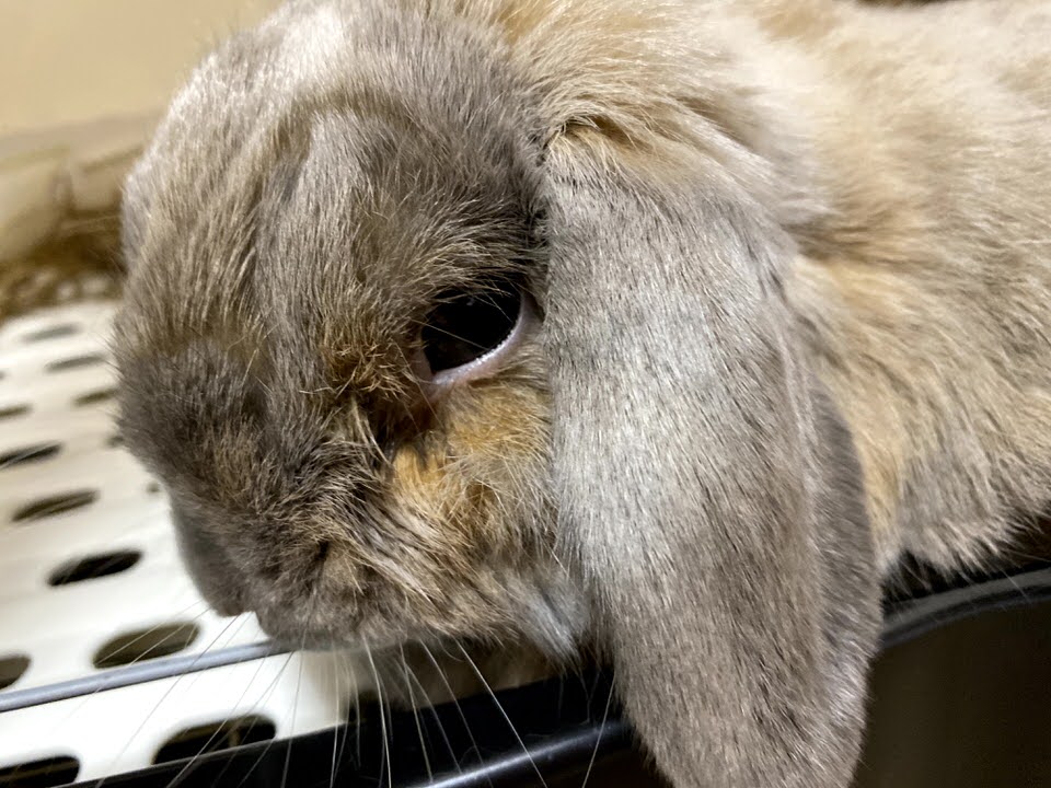 うさぎのつき また涙が止まりません うさぎさんとモフモフな日々 うさぎのつき また涙が止まりません うさぎさんとモフモフな日々