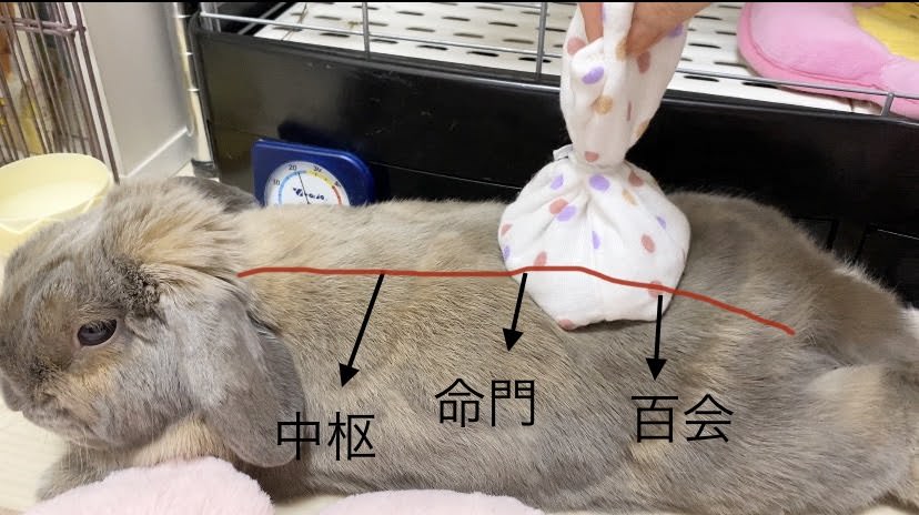 うさぎのうっ滞予防に 小豆カイロを作ろう うさぎのつきに 超簡単な小豆カイロを作ったよ うさぎさんとモフモフな日々