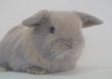 子供の頃は一番刈りを食べていた