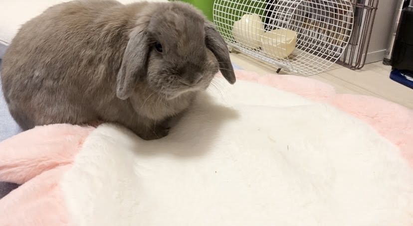 うさぎがおしりを上げるしぐさとは うさぎさんとモフモフな日々