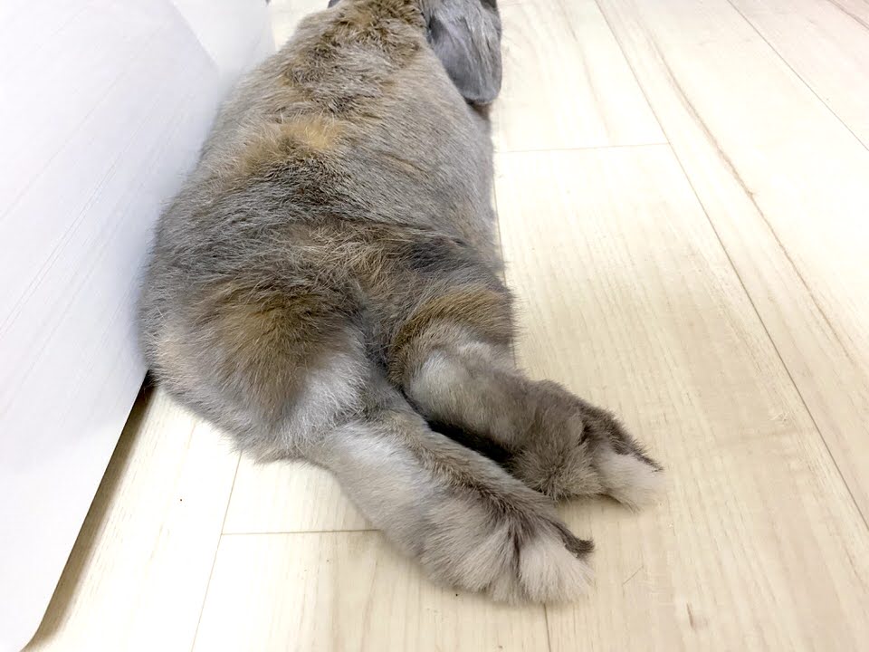 うさぎのお尻