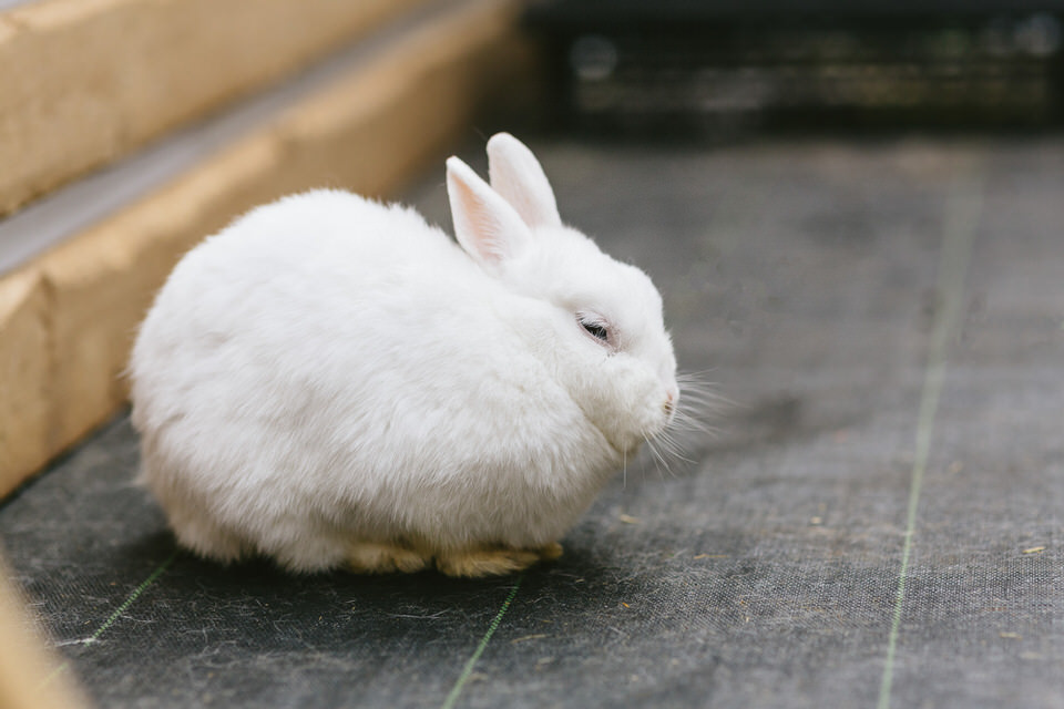 うさぎの神経系の病気を知ろう