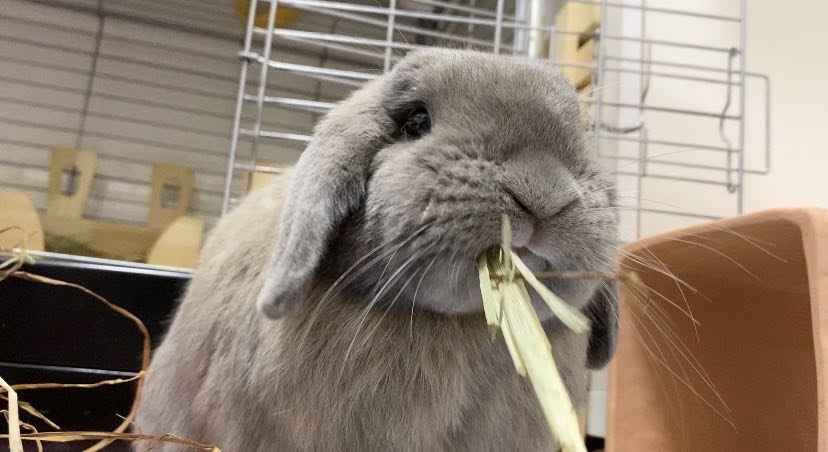 うさぎにあげる牧草の選び方