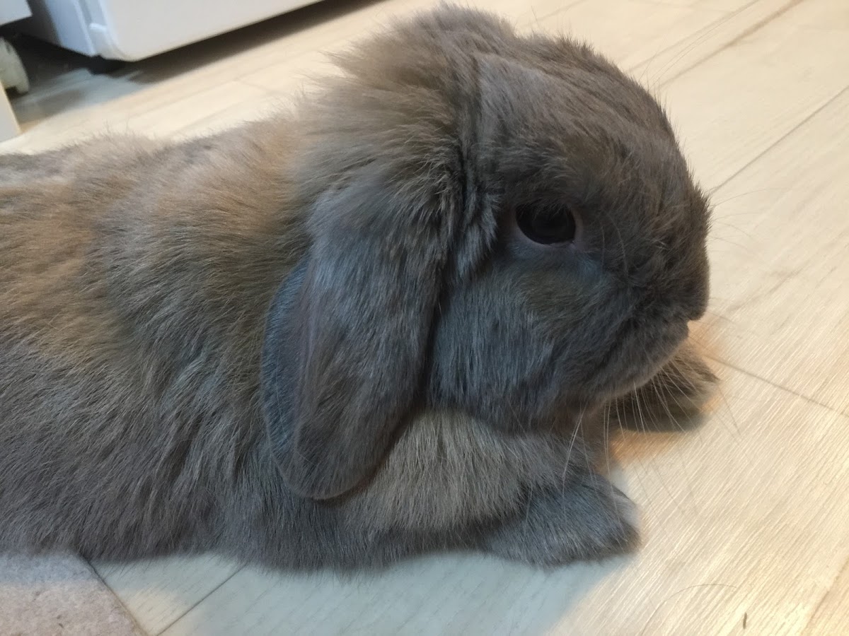 うさぎのしつけのポイントとは うさぎは色々と覚えてくれる動物です うさぎさんとモフモフな日々