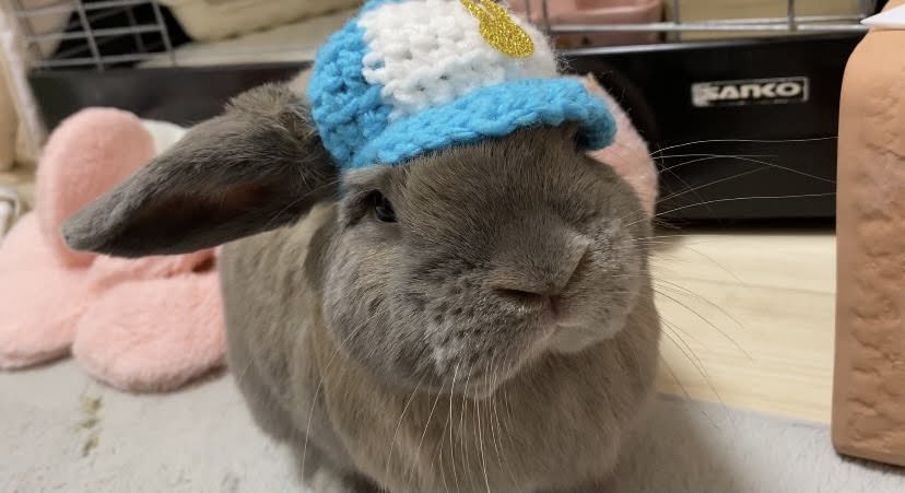 うさぎの発情期ってどんなの 我が家のうさぎの場合は うさぎさんとモフモフな日々 うさぎの発情期ってどんなの 我が家のうさぎの場合は うさぎさんとモフモフな日々