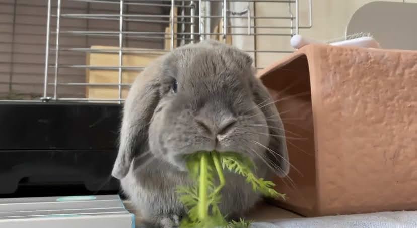 にんじん葉を食べるうさぎのつき