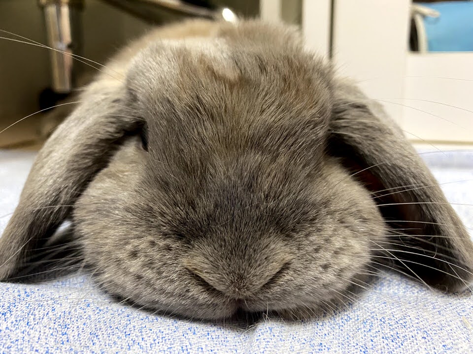 うさぎのつき