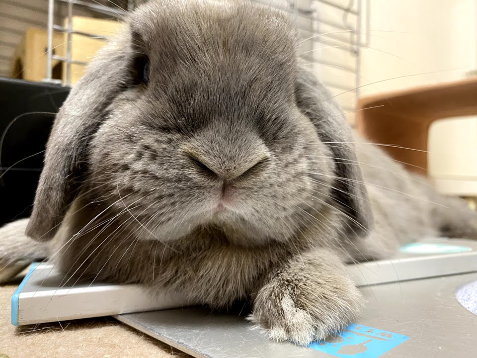 うさぎ