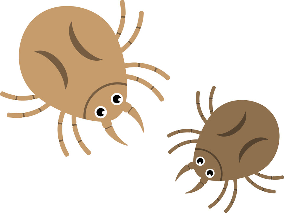 英語フレーズ「Don't let the bedbugs bite」ってどういう意味？ 海外ドラマオタクの本当に使える英語