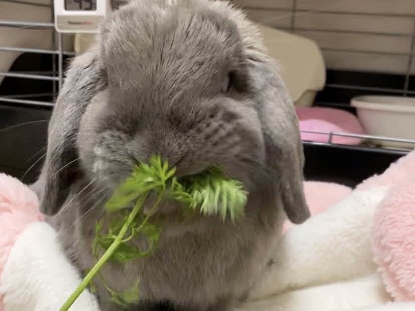 にんじん葉を食べるうさぎのつき