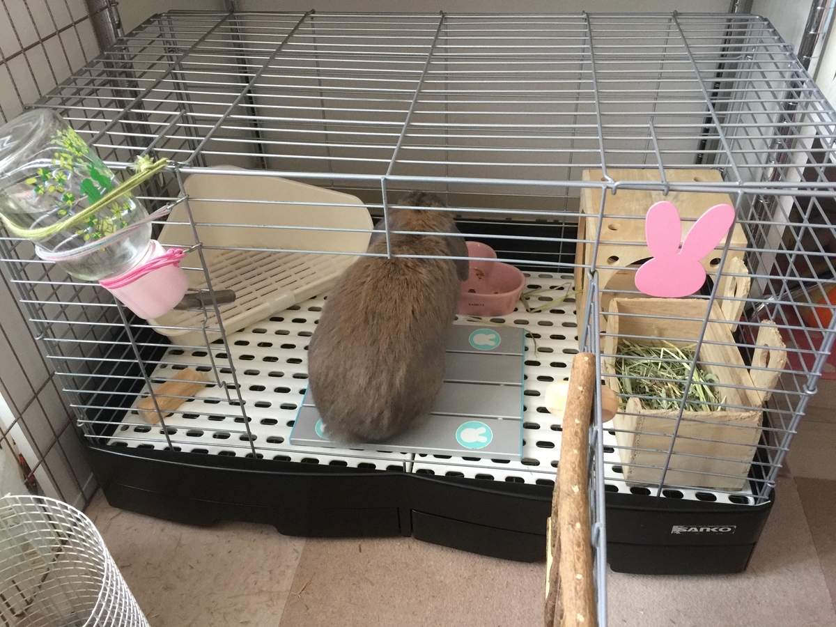 うさぎをお迎えしたら最初の1週間が大切！まずは新しい環境に慣れて 