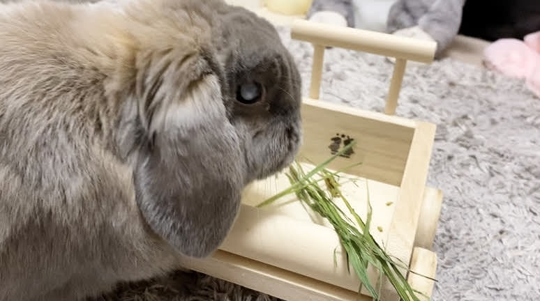 バギーの中の牧草を食べるうさぎのつき