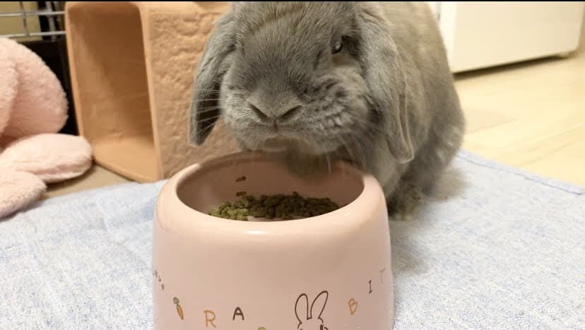 マルカン うさちゃんのらくらくお食事ディッシュ