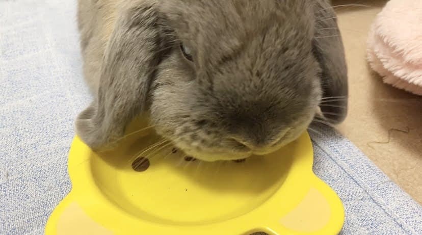 うさぎのつき