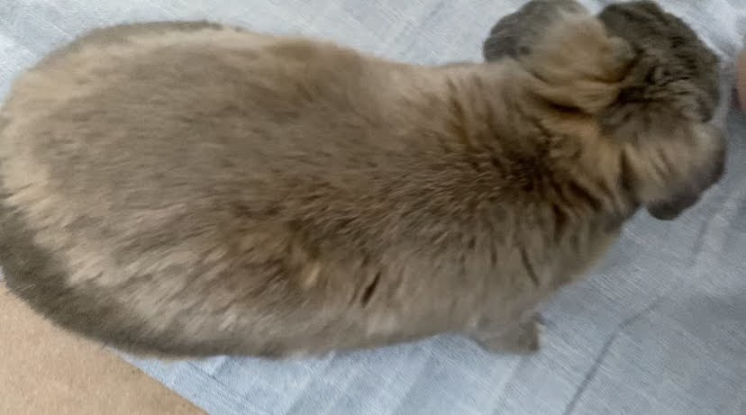 大換毛中のうさぎのつき