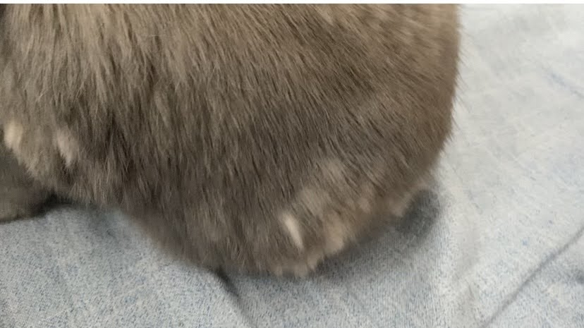 大換毛中のうさぎのつき