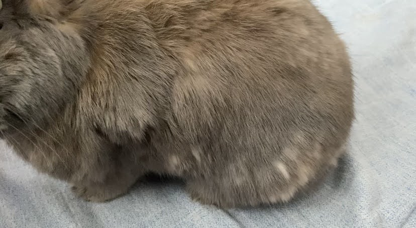 大換毛中のうさぎのつき