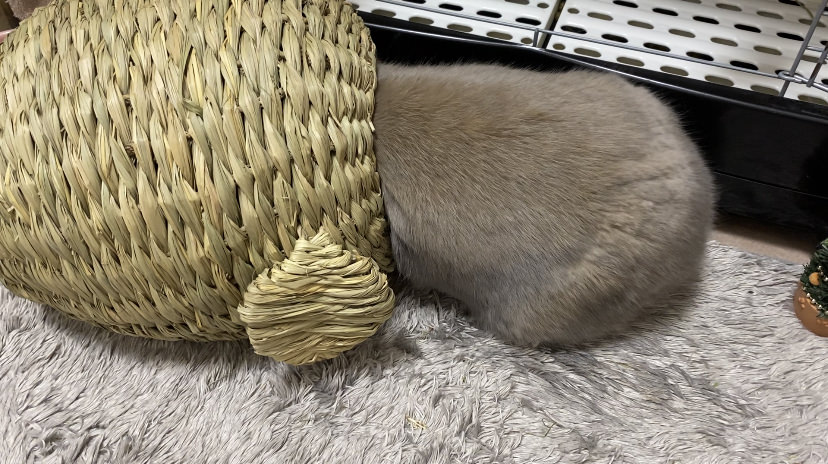 チモシーのおうちで遊ぶうさぎ