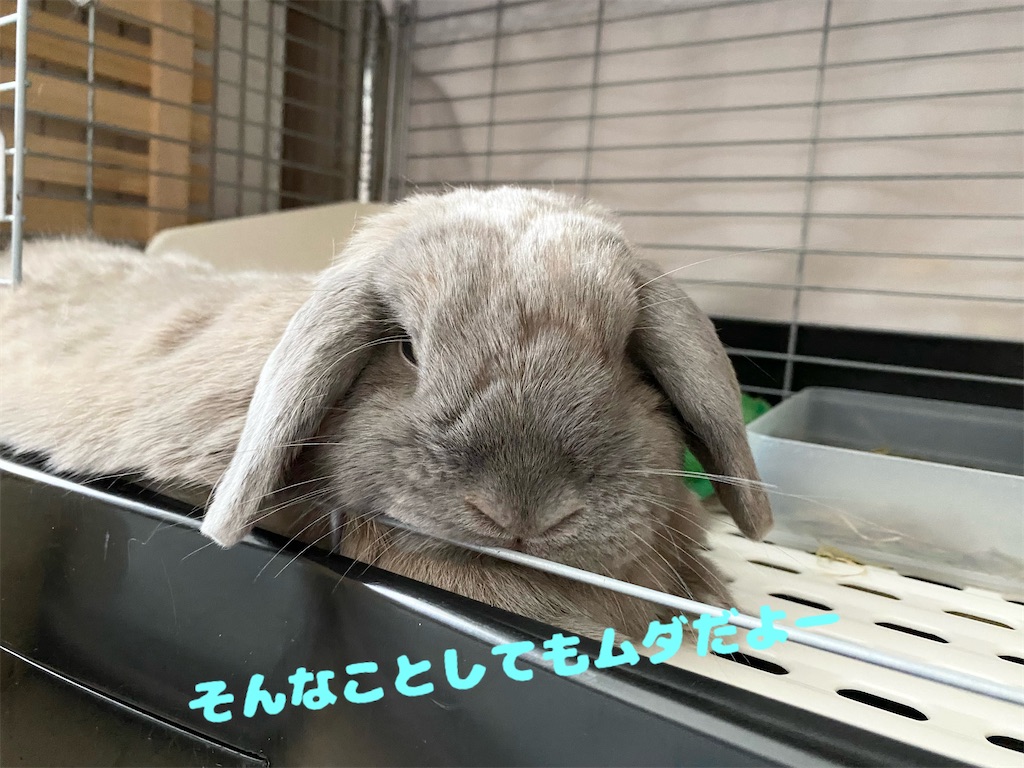 f:id:usagitonokurashi:20230919171420j:image