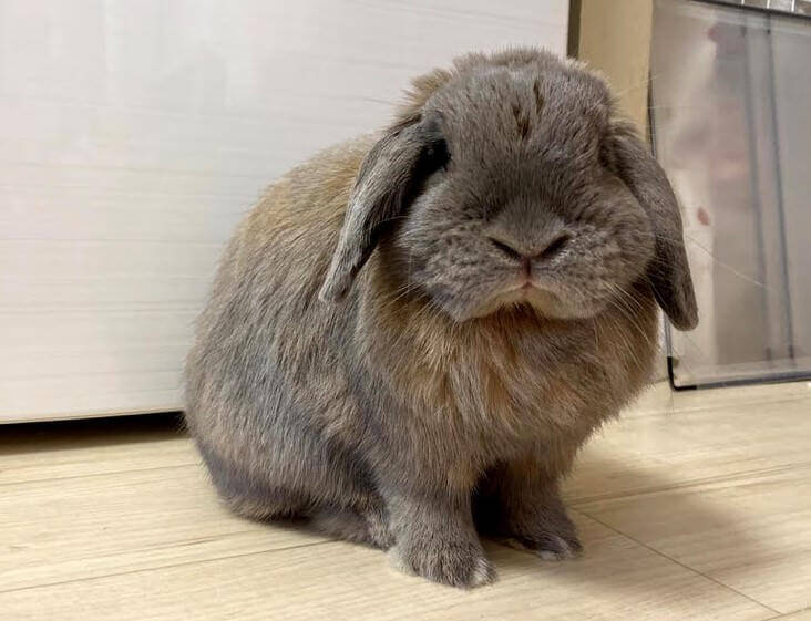 うさぎが乗ってくる理由とは?