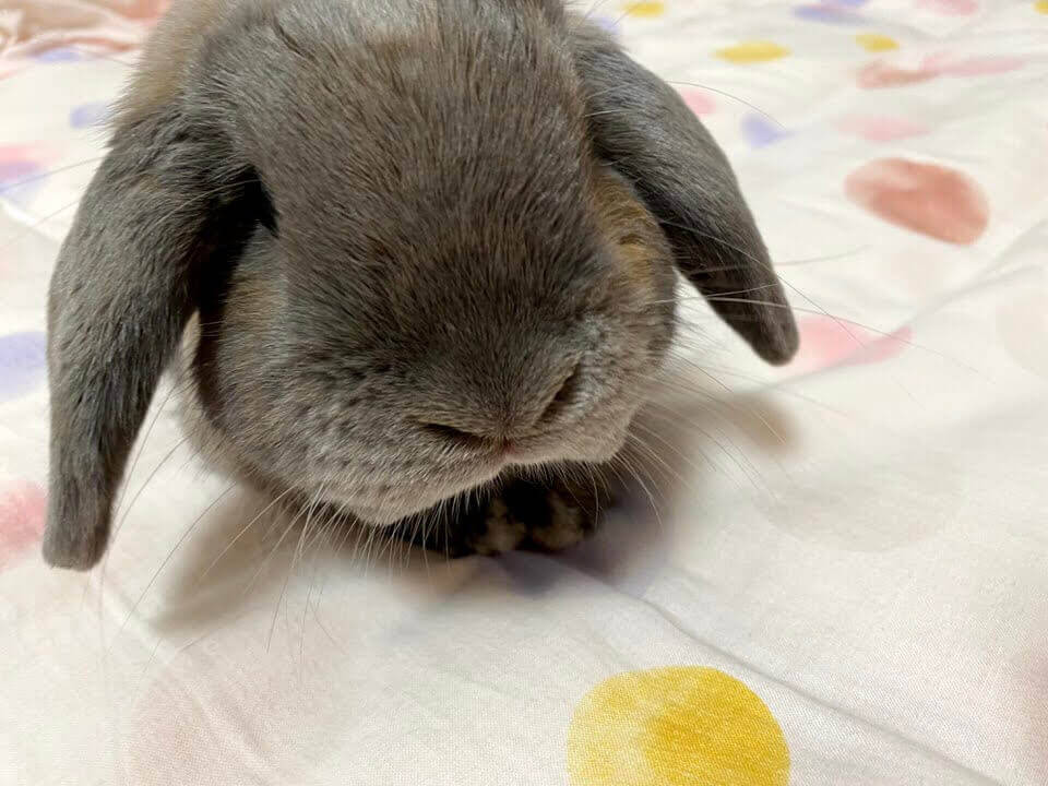 うさぎが乗ってくる理由とは?