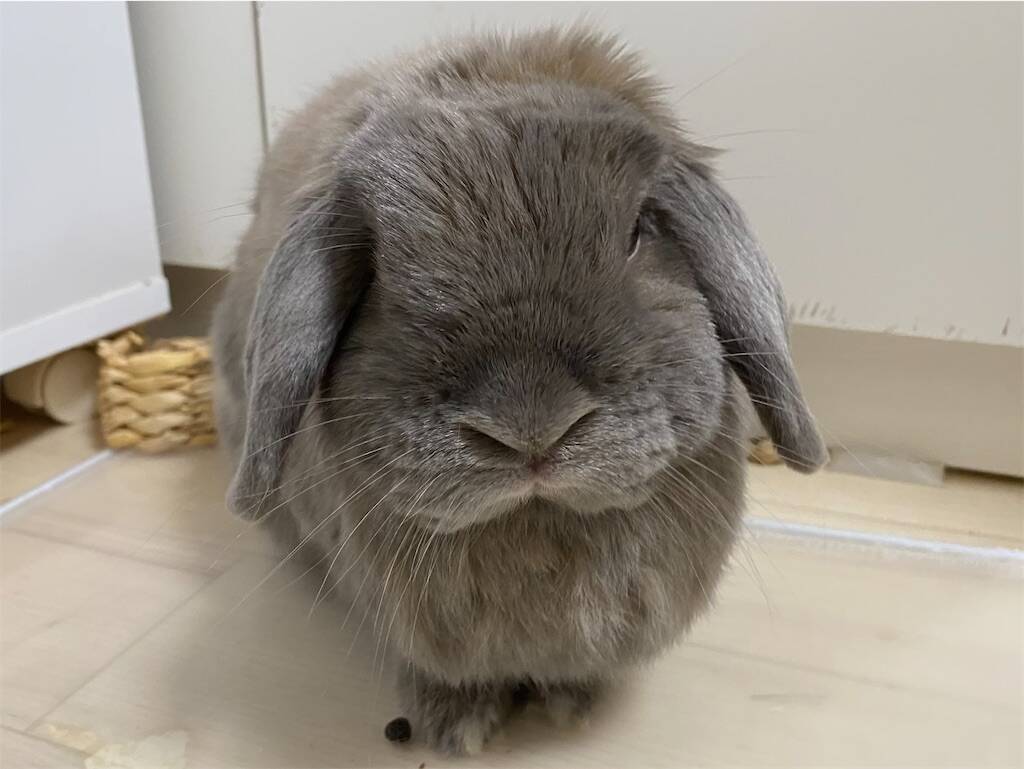 うさぎの毛の特徴と仕組みとは？
