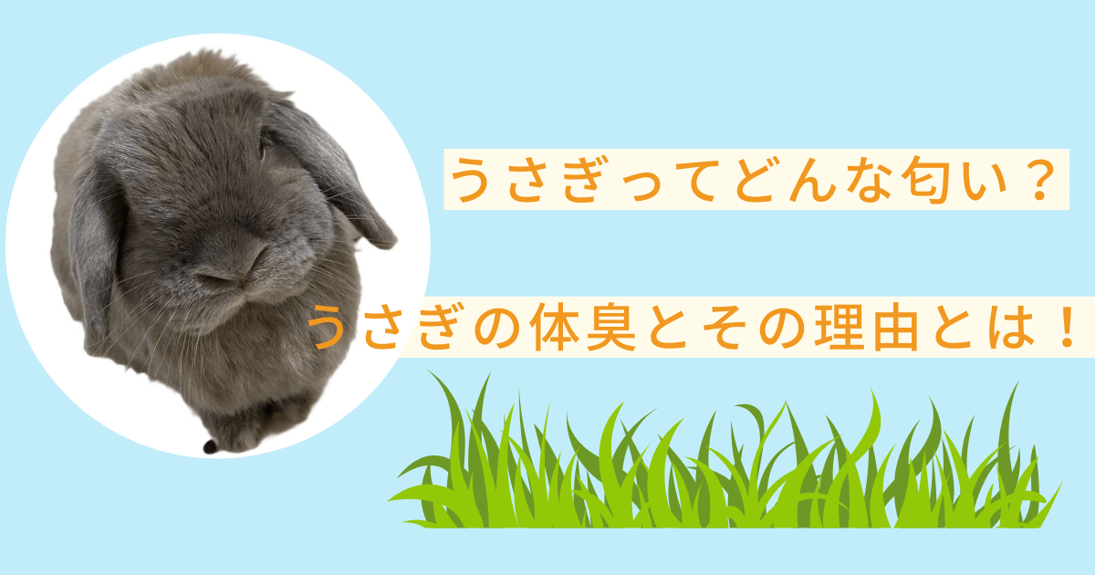 うさぎってどんな匂い？うさぎの体臭とその特徴とは！