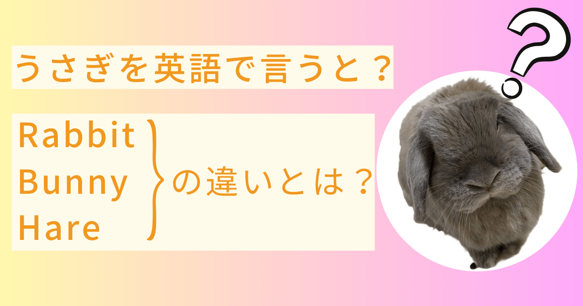 うさぎを英語で言うと？Rabbit、Bunny、Hareの違いとは？ - たれみみ日和