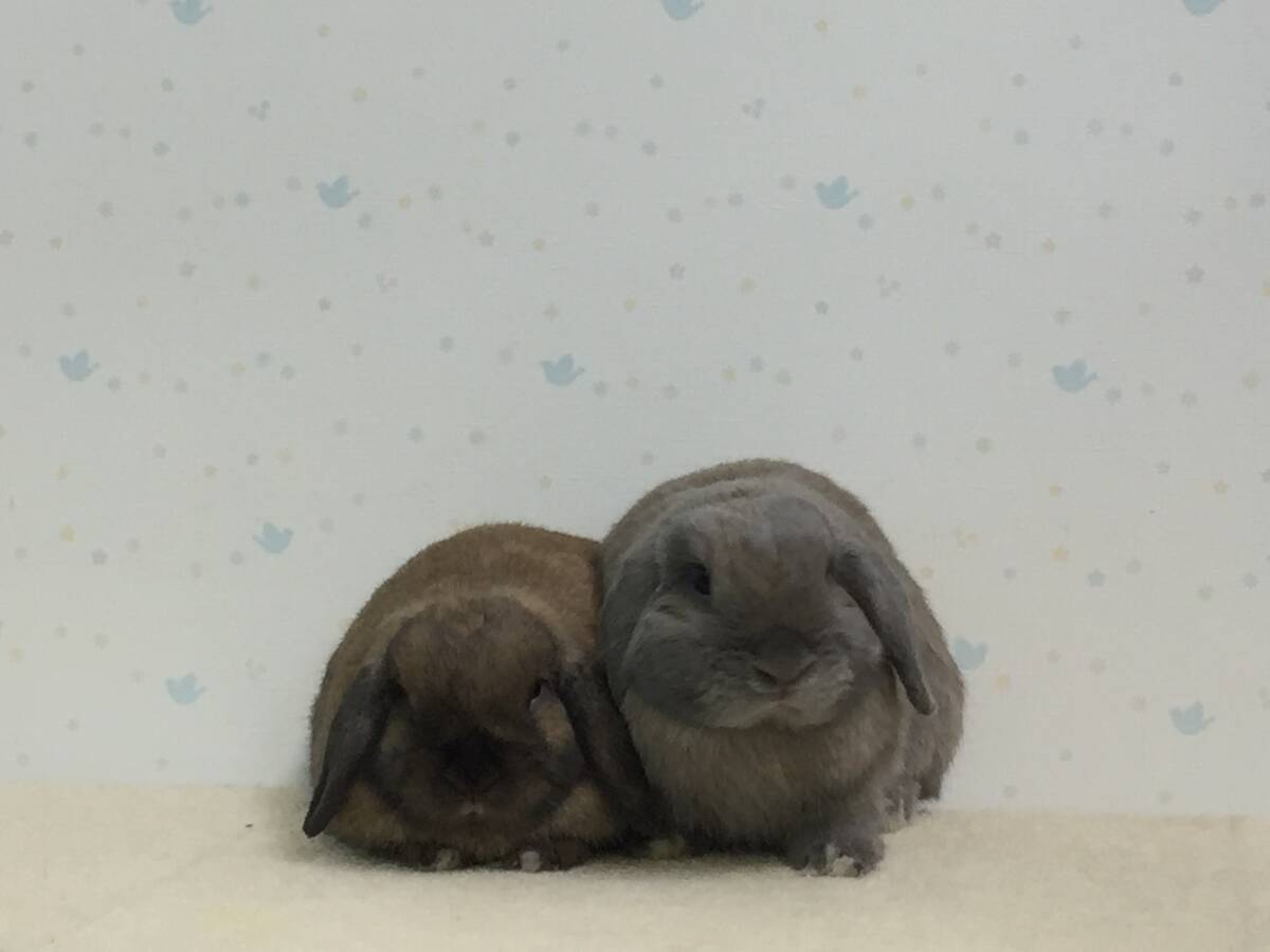 双子のうさぎ