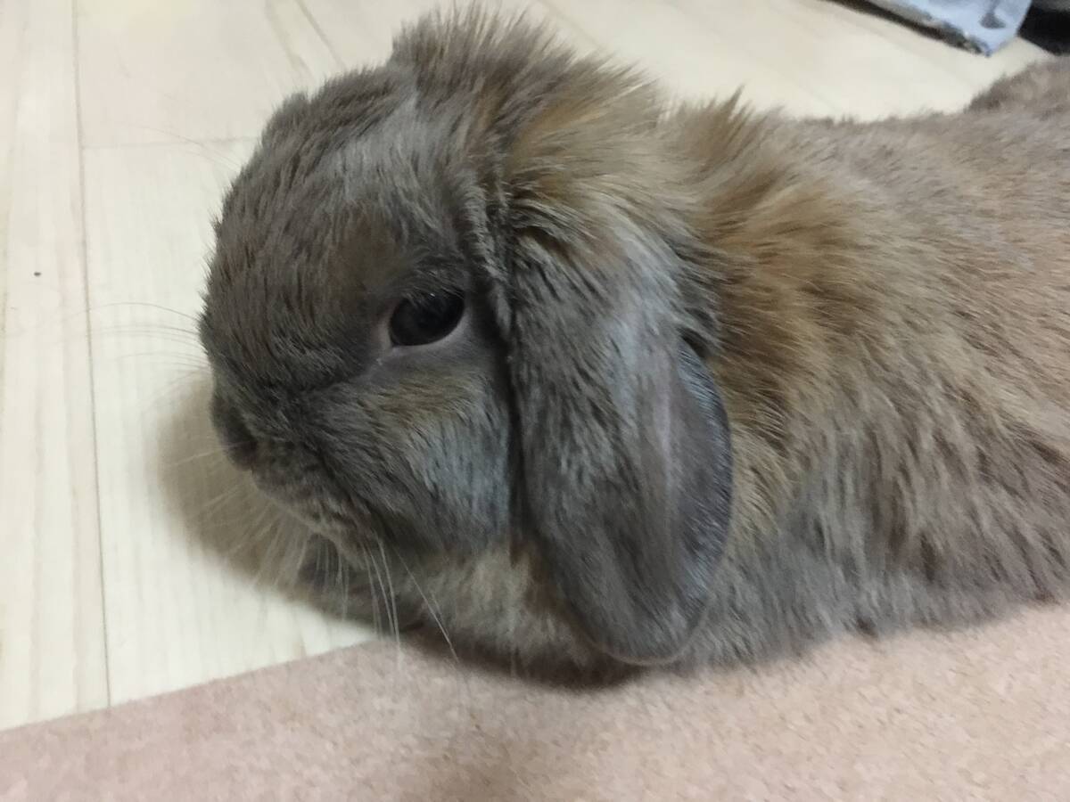 うさぎが蚊に刺されたら？