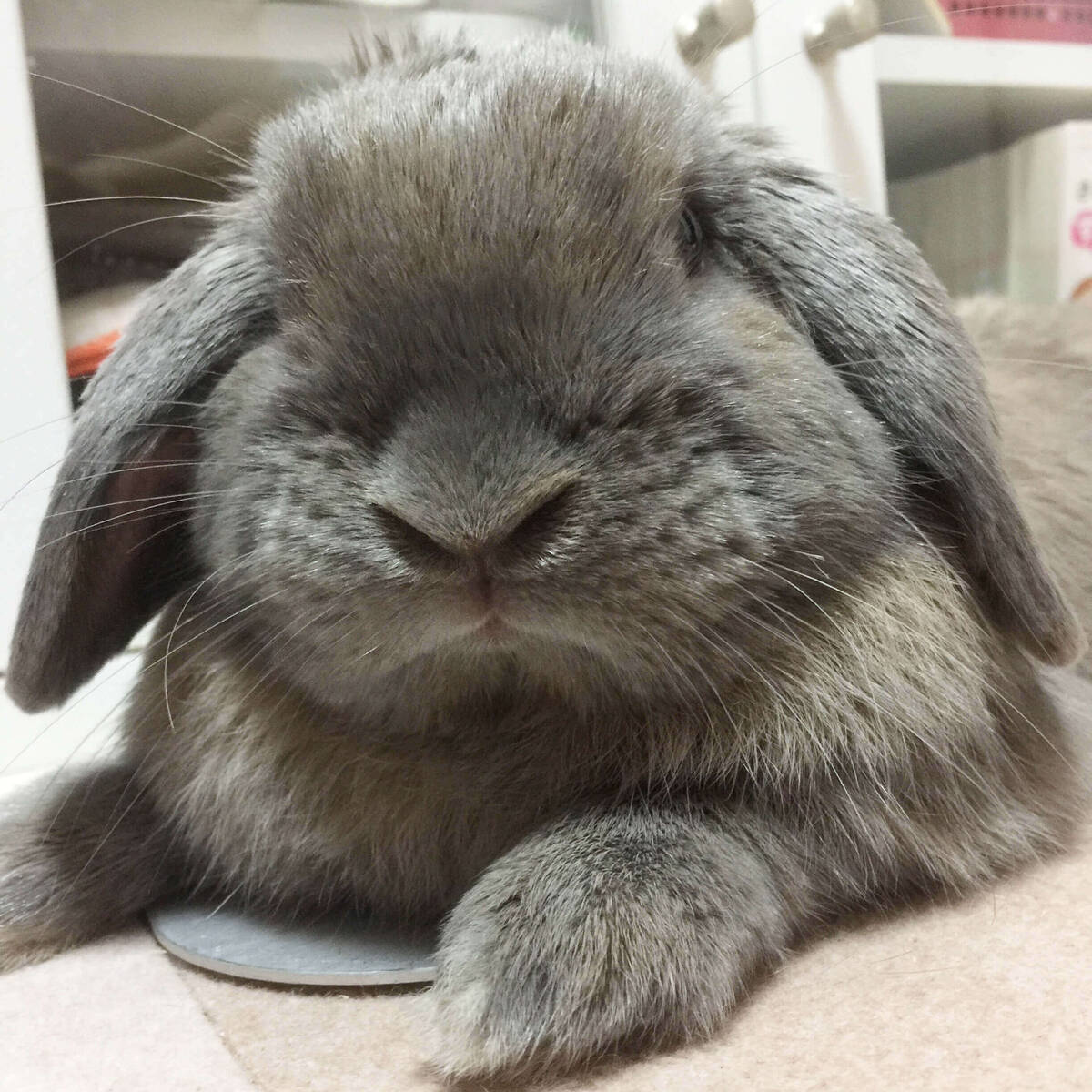 うさぎの耳の役割とは？耳で気持ちを語る！