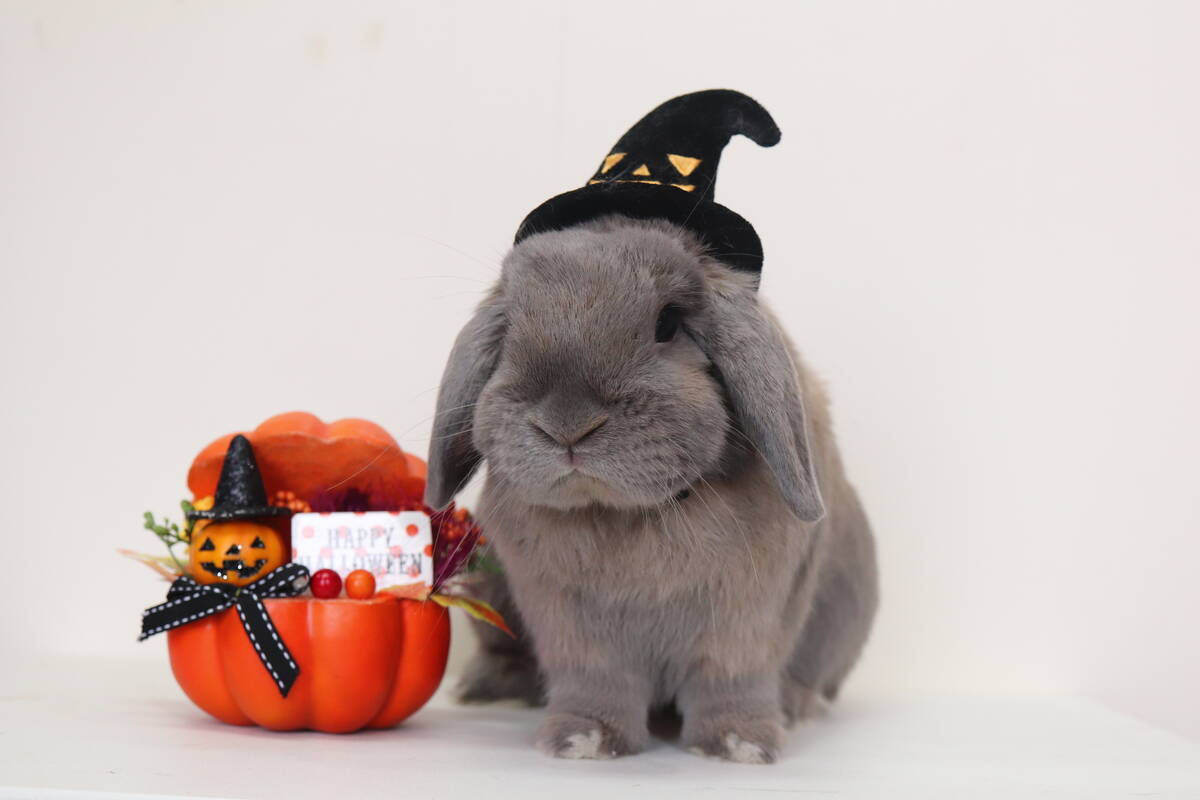 ハロウィンの仮装をするうさぎ