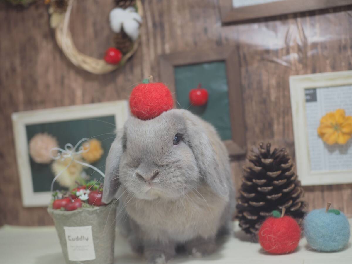 うさぎのつき