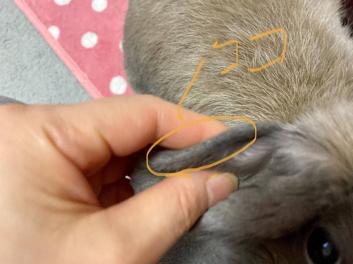 耳のふちがカサカサしているうさぎ