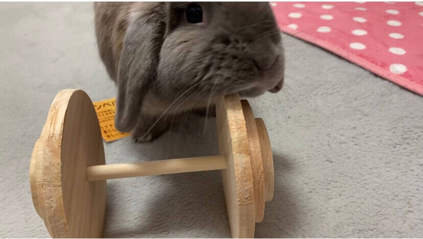 うさぎのおもちゃ　ダンベル