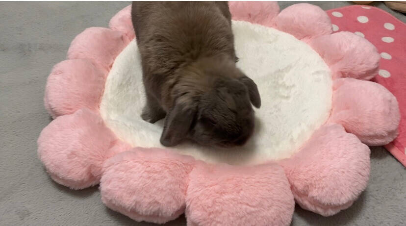 うさぎのお花クッション